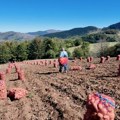 Sve što pokupimo, prodamo mahom u Beograd! Uprkos suši čuveni ivanjički krompir odličnog kvaliteta: Povrtari na parcelama…