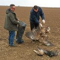 Ko to truje srpske ptice? Ponovo smo videli strašne slike, vredne vrste ugrožene su zbog nebrige i nepažnje