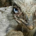 Kao da je u zemlju propao od kad je na slobodi: Longbotom poslednji put viđen u polju pšenice, dignuti dronovi