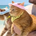 Dve narandžaste mačke su prvi put otišle na plažu, njihova reakcija postala je hit: Više od 4 miliona ljudi gleda šta rade…