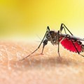 Ovo su sve lokacije na kojima će u ponedeljak zaprašivati! Nastavak akcije suzbijanja komaraca u Beogradu