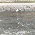 Prizor koji je oduševio Užičane: Bela čaplja se nastanila u Đetinji – simbol čistije reke i života (foto, video)