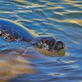 Uginula foka u zoo vrtu u Beogradu: Ljudi u bazen bacali sve i svašta, zamalo se ugušila plišanom igračkom