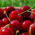 Višnje dobro rodile, a otkupljivači drastično oborili cenu