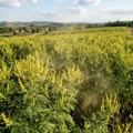 Pik sezone ambrozije u Srbiji, prognoza i opasne nedelje za alergične