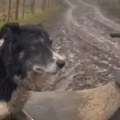 "Evo kako izgleda biti super vešt u svom poslu!" Ovčarski pas postao hit na društvenim mrežama (VIDEO)
