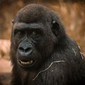 Haos u zoo vrtu! Majmun vitlao nožem, lupao po kavezu: Ljudi gledaju i ne veruju svojim očima