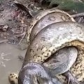 Ovako izgleda kada predator postane plen: Pogledajte kako je anakonda zgnječila kajmana (video)