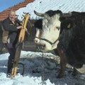 Ovde smo ostali samo brat i ja, volovi nam pomažu da preživimo: Oni probijaju put do kuća u Kamenoj Gori