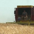 Počela žetva u pomoravlju: Požnjeveno oko 25 odsto pšenice