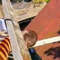 ''Krzneni demoni'' prave pakao u kući Grizu, grebu i terorišu vlasnike, ljudi na tiktoku zgroženi! (video)