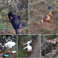 Više od 20 uginulih pasa video u Leskovcu, još nema reakcije nadležnih