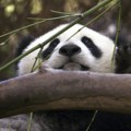Ponovo "panda diplomatija" Kina obnavlja gest prijateljstva prema Americi (foto)