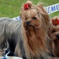 U nedelju velika izložba pasa u Vršcu: Očekuje se blizu 400 izlagača iz zemlje i inostranstva