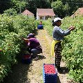 Već se traže berači malina, poznat i okviran iznos dnevnice koju nude malinari