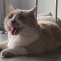 Mačor "istripovao" da je pas, i ljudi ne znaju da li da kažu mnjau ili av, av: Pobrkao identitete, video postao hit