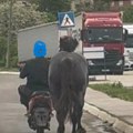 Vezao konja za motor i tako ga vodi