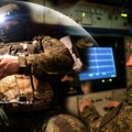 Рат у Украјини: Украјина одбацила оптужбе Русије да је напала нуклеарну електрану у Запорожју