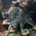 Misteriozna oblast okeana koja privlači hobotnice