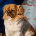 Kako je pas ukraden iz Kine izazvao britansku pomamu za luksuzom