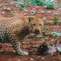 I životinje su ukapirale Pogledajte snimak iz savane koji je rasplakao ljude na mrežama Leopard naišao na tek rođeno…