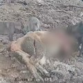 (Video) Neverovatan prizor na hranilištu Kašan Kamere usred dana snimile iznenadnu posetu čopora vukova!