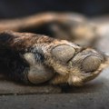 Peticija za doslednu primenu zakona o dobrobiti životinja: Novosađani je potpisuju na pet lokacija