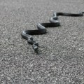 Čoveka ujela zmija u strogom centru Kragujevca: Odjednom se pojavila na trotoaru i napala ga! (foto)