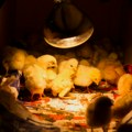 Šta će biti sa cenama stočne hrane? Situacija na tržištu burna, carine na ovaj sastojak brinu proizvođače