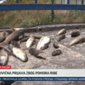Podneta krivična prijava zbog masovnog pomora ribe u reci Raški VIDEO