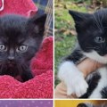 Uznemirujuće! Bolesnici koji na zverske načine muče mačke dele jeziv sadržaj po internetu: Detalji su šokantni