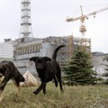 "Nismo sigurni šta se dešava sa psima": Neverovatno otkriće u Černobilju FOTO/VIDEO