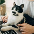 Zašto mačka voli da sedi vašem na laptopu: I to nije baš tako slatko kako izgleda