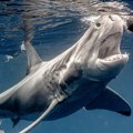 Nakon snimka velike bele ajkule kod Sicilije: Ovo su lokacije gde predatori najčešće napadaju ljude