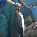 Hit reakcija pingvina: Pokušali da im podvale jeftinu ribu, neće moći (VIDEO)