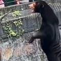 Kina i životinje: „Naši malajski medvedi su pravi, nisu maskirani ljudi", kažu iz zoološkog vrta u Hangdžou