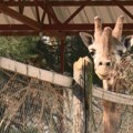 Američki carinici zaplenili izmet žirafe ženi koja od toga pravi nakit