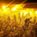 Uhapšeni članovi kriminalne grupe, uzgajali marihuanu i prodavali je širom Evrope