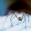 Da li je tačno da godišnje u toku sna progutamo osam paukova?