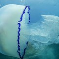 Dunav pun meduza: Da li su opasne po ljude
