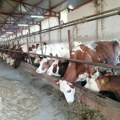 Ministarstvo: Završena obrada zahteva za premiju za mleko za prvi kvartal