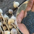 Biljka na koju smo zaboravili se vraća na njive: Mak iz Male Bosne ide pravo za Nemačku