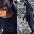 Kineskom zoo-vrtu niko ne veruje da su ovo medvedi: Ceo svet ubeđen da nisu životinje, nego ljudi obučeni u kostime