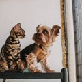 Kućni ljubimci preko granice: Kako sa psom ili mačkom u EU