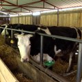 Koliko cena stočne hrane utiče na razvoj mlečnog govedarstva?
