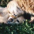 Simptomi toplotnog udara kod pasa i mačaka