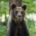 Lekari se bore ženi za život Napao je medved dok je šetala psa, oglasila se majka povređene Slovenke: "Ne mogu da izbacim…