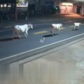 UZNEMIRUJUĆ VIDEO Poginuo fudbaler (20), udario motorom u kravu i ostao na mestu mrtav