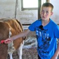 "Drugovi dođu pred moju štalu i kažu 'nećemo unutra, smrdi'. Jedanaestogodišnjak umesto telefona i igrica izabrao stoku pa…