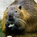 Dabar napao Iliju: Podivljala životinja od 30 kilograma izgrizla domaćina u sopstvenom dvorištu, jedva se odbranio i to vilama…